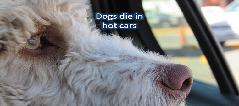  Auto Guardian saves pets in hot cars