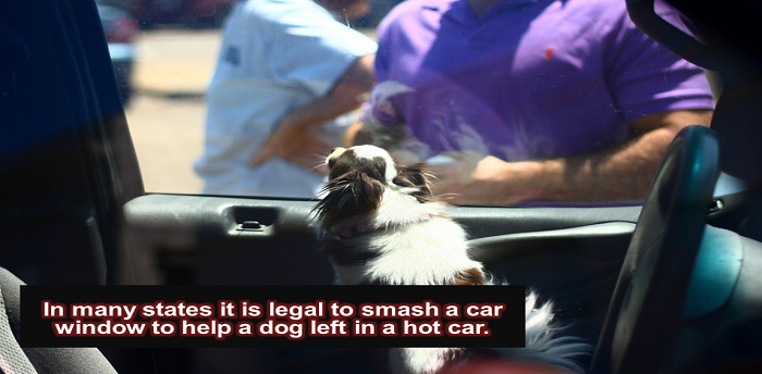 animals in hot  car 